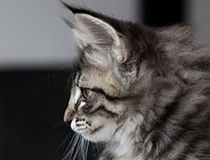 Wildfee's Norwegische Waldkatzen Wildfee's Synofee - 10 Wochen alt