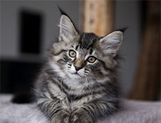 Wildfee's Norwegische Waldkatzen Wildfee's Synofee - 10 Wochen alt