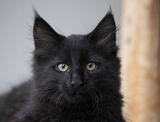 Wildfee's Norwegische Waldkatzen Wildfee's Salem Saberhagen - 12 Wochen alt