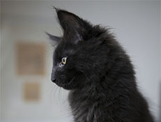 Wildfee's Norwegische Waldkatzen Wildfee's Salem Saberhagen - 12 Wochen alt