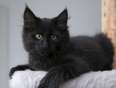 Wildfee's Norwegische Waldkatzen Wildfee's Salem Saberhagen - 12 Wochen alt