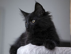 Wildfee's Norwegische Waldkatzen Wildfee's Salem Saberhagen - 12 Wochen alt