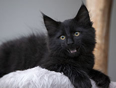 Wildfee's Norwegische Waldkatzen Wildfee's Salem Saberhagen - 12 Wochen alt alt