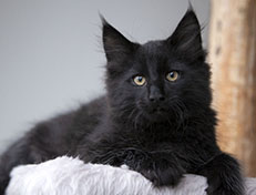 Wildfee's Norwegische Waldkatzen Wildfee's Salem Saberhagen - 12 Wochen alt alt