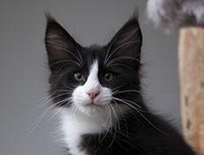 Wildfee's Norwegische Waldkatzen Wildfee's Samson - 12 Wochen alt