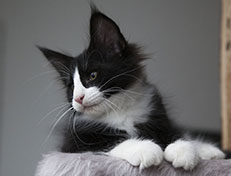 Wildfee's Norwegische Waldkatzen Wildfee's Samson - 12 Wochen alt