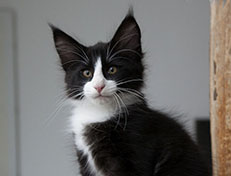 Wildfee's Norwegische Waldkatzen Wildfee's Samson - 12 Wochen alt alt