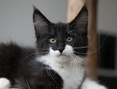 Wildfee's Norwegische Waldkatzen Wildfee's Siri Swana - 12 Wochen alt