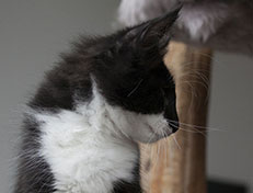 Wildfee's Norwegische Waldkatzen Wildfee's Siri Swana - 12 Wochen alt