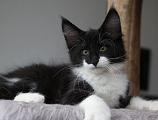 Wildfee's Norwegische Waldkatzen Wildfee's Siri Swana - 12 Wochen alt