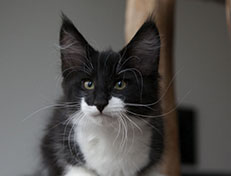 Wildfee's Norwegische Waldkatzen Wildfee's Siri Swana - 12 Wochen alt alt