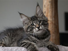 Wildfee's Norwegische Waldkatzen Wildfee's Solgunn - 12 Wochen alt