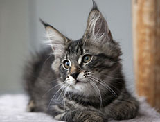 Wildfee's Norwegische Waldkatzen Wildfee's Solgunn - 12 Wochen alt