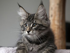 Wildfee's Norwegische Waldkatzen Wildfee's Solgunn - 12 Wochen alt