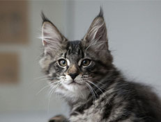 Wildfee's Norwegische Waldkatzen Wildfee's Solgunn - 12 Wochen alt alt