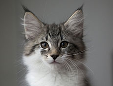 Wildfee's Norwegische Waldkatzen Wildfee's Solveig - 12 Wochen alt