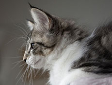 Wildfee's Norwegische Waldkatzen Wildfee's Solveig - 12 Wochen alt