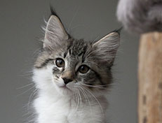 Wildfee's Norwegische Waldkatzen Wildfee's Solveig - 12 Wochen alt