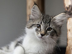 Wildfee's Norwegische Waldkatzen Wildfee's Solveig - 12 Wochen alt