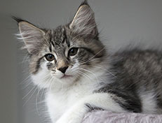 Wildfee's Norwegische Waldkatzen Wildfee's Solveig - 12 Wochen alt alt