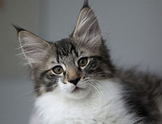 Wildfee's Norwegische Waldkatzen Wildfee's Sylvie - 12 Wochen alt