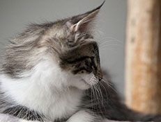 Wildfee's Norwegische Waldkatzen Wildfee's Sylvie - 12 Wochen alt