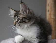 Wildfee's Norwegische Waldkatzen Wildfee's Sylvie - 12 Wochen alt