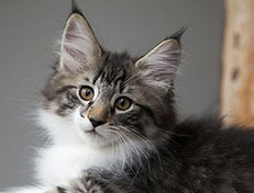 Wildfee's Norwegische Waldkatzen Wildfee's Sylvie - 12 Wochen alt alt