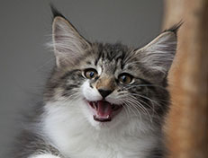 Wildfee's Norwegische Waldkatzen Wildfee's Sylvie - 12 Wochen alt alt