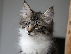 Wildfee's Norwegische Waldkatzen Wildfee's Sylvie - 12 Wochen alt alt