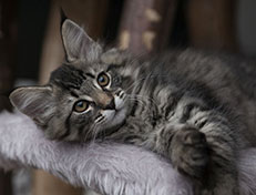 Wildfee's Norwegische Waldkatzen Wildfee's Synofee - 12 Wochen alt