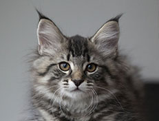 Wildfee's Norwegische Waldkatzen Wildfee's Synofee - 12 Wochen alt