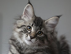 Wildfee's Norwegische Waldkatzen Wildfee's Synofee - 12 Wochen alt alt