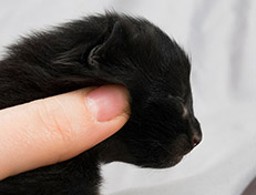 Wildfee's Norwegische Waldkatzen Wildfee's Salem Saberhagen - eine Woche alt