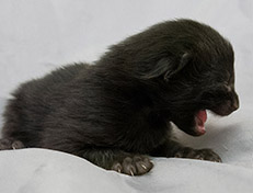 Wildfee's Norwegische Waldkatzen Wildfee's Salem Saberhagen - eine Woche alt