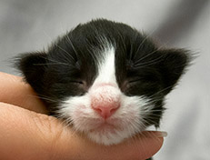 Wildfee's Norwegische Waldkatzen Wildfee's Samson - eine Woche alt