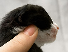 Wildfee's Norwegische Waldkatzen Wildfee's Samson - eine Woche alt