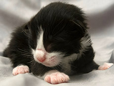 Wildfee's Norwegische Waldkatzen Wildfee's Samson - eine Woche alt