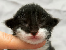 Wildfee's Norwegische Waldkatzen Wildfee's Siri Swana - eine Woche alt