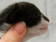 Wildfee's Norwegische Waldkatzen Wildfee's Siri Swana - eine Woche alt