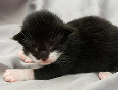 Wildfee's Norwegische Waldkatzen Wildfee's Siri Swana - eine Woche alt