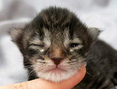 Wildfee's Norwegische Waldkatzen Wildfee's Solgunn - eine Woche alt