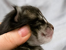 Wildfee's Norwegische Waldkatzen Wildfee's Solgunn - eine Woche alt