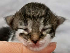 Wildfee's Norwegische Waldkatzen Wildfee's Solveig - eine Woche alt