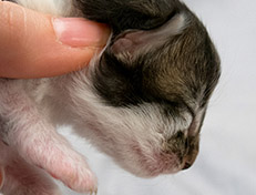 Wildfee's Norwegische Waldkatzen Wildfee's Solveig - eine Woche alt