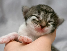 Wildfee's Norwegische Waldkatzen Wildfee's Solveig - eine Woche alt