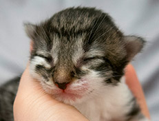 Wildfee's Norwegische Waldkatzen Wildfee's Solveig - eine Woche alt