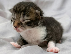 Wildfee's Norwegische Waldkatzen Wildfee's Sylvie - eine Woche alt