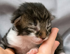 Wildfee's Norwegische Waldkatzen Wildfee's Sylvie - eine Woche alt