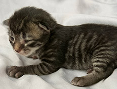 Wildfee's Norwegische Waldkatzen Wildfee's Synofee - eine Woche alt